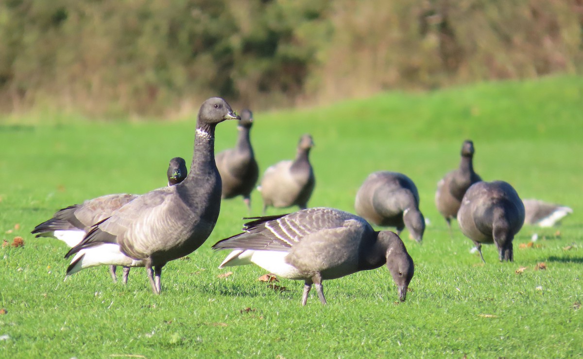 Brant (Dark-bellied) - ML645881798
