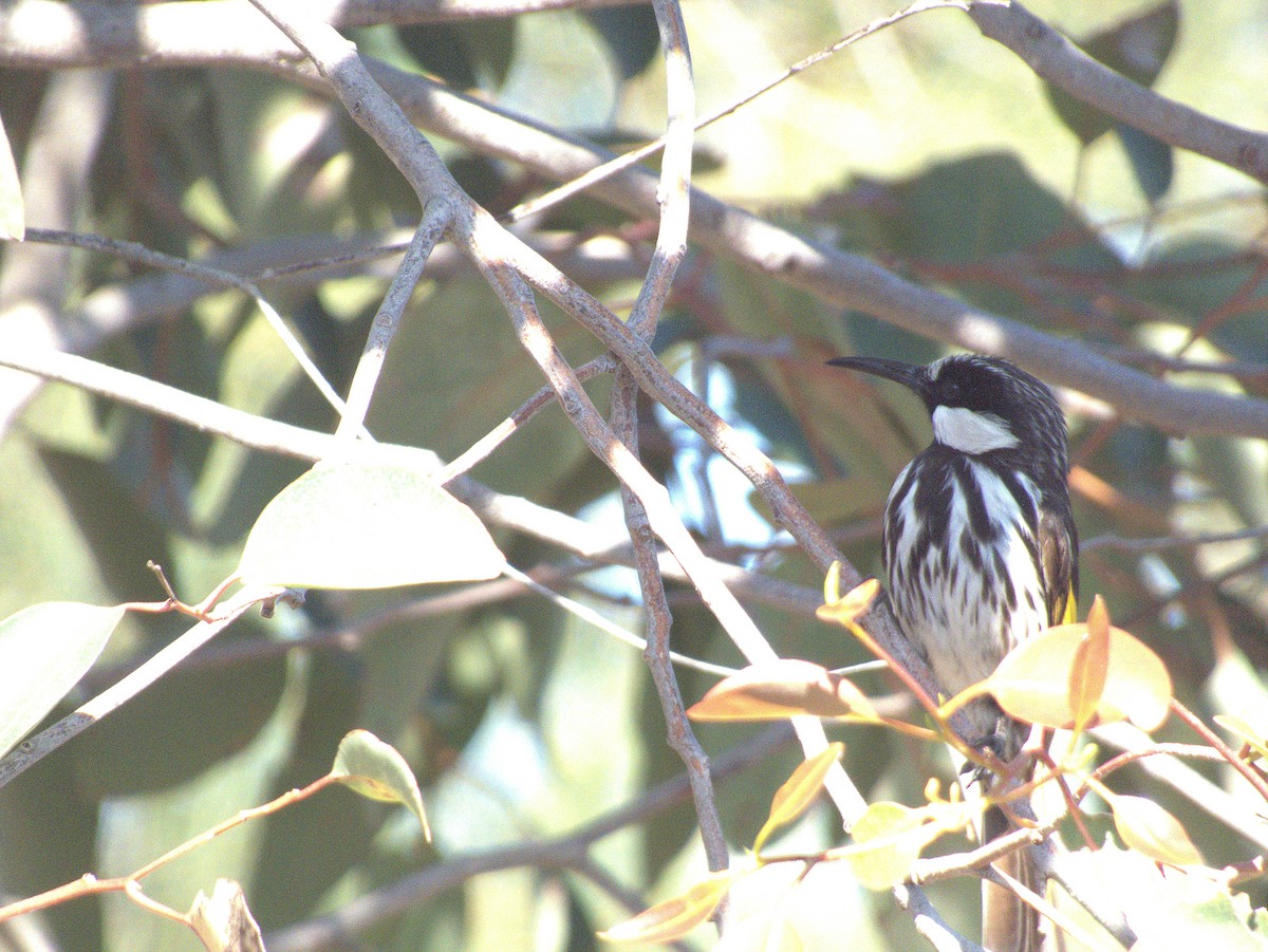 Weißwangen-Honigfresser - ML645881799