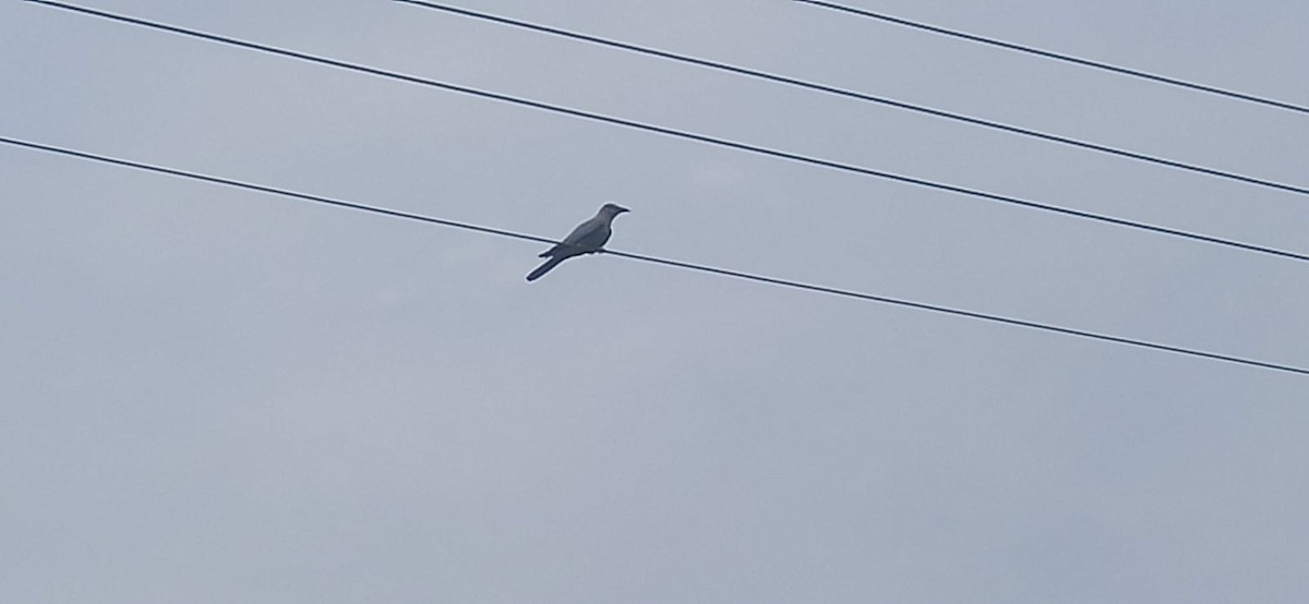 European Roller - ML645881800