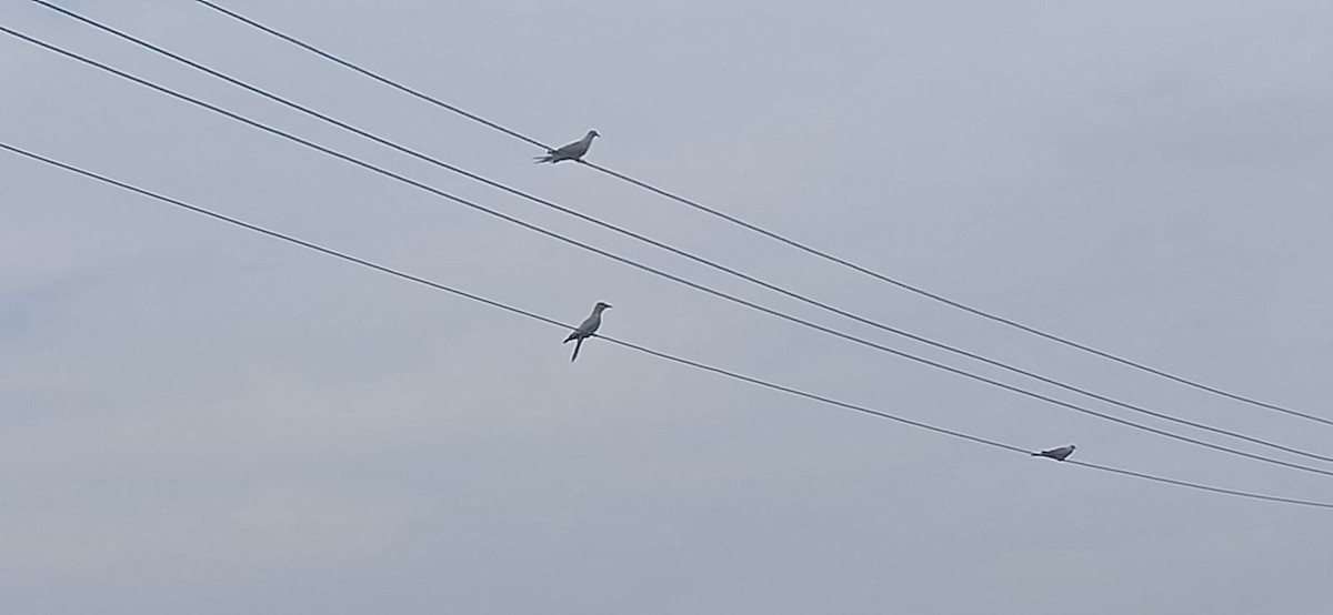 European Roller - ML645881801