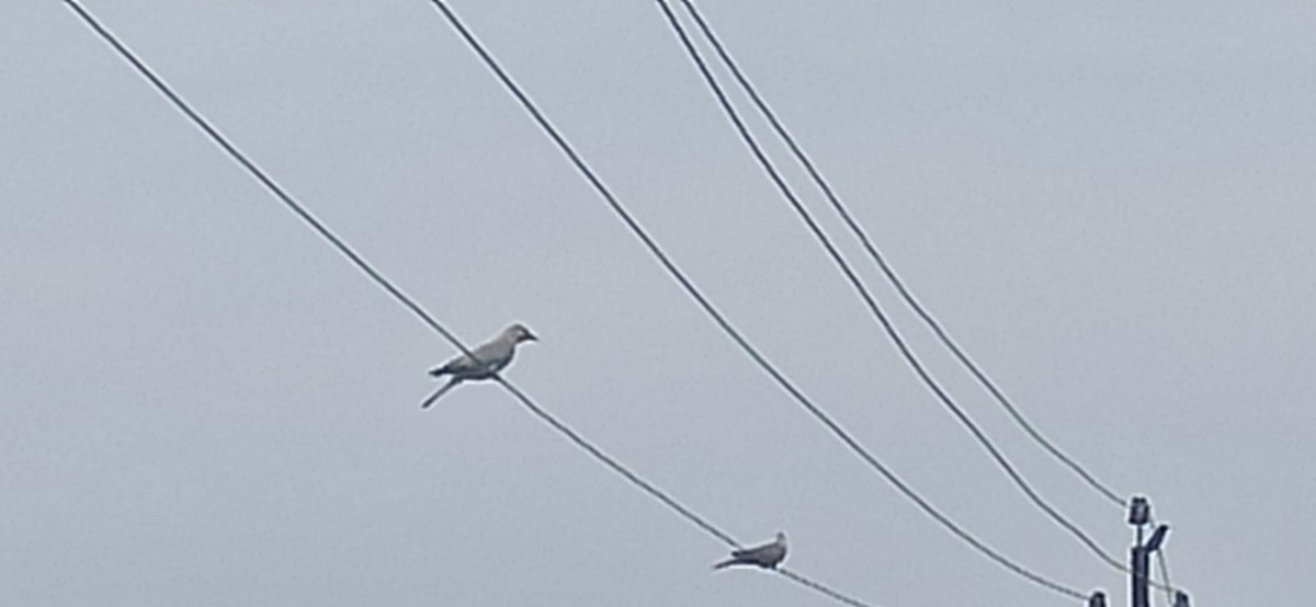 European Roller - ML645881802