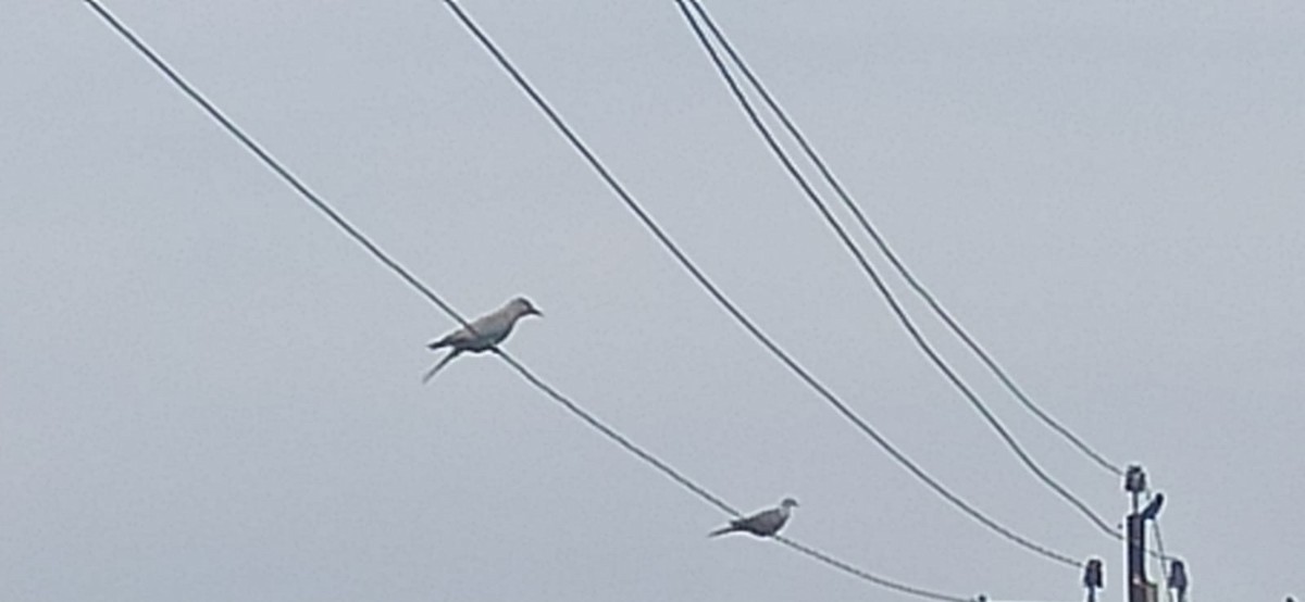 European Roller - ML645881803