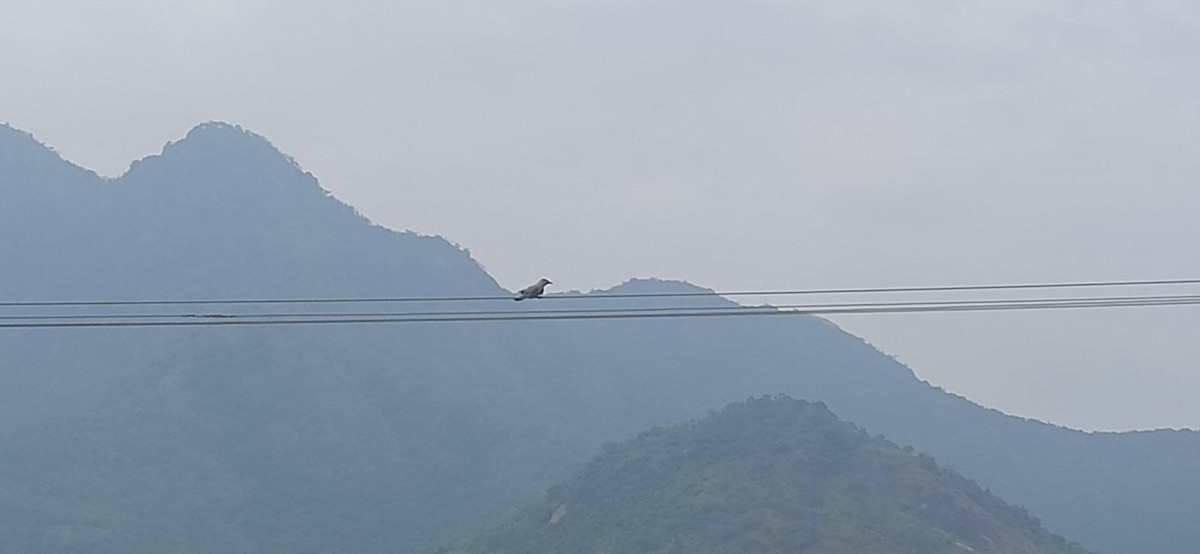 European Roller - ML645881804