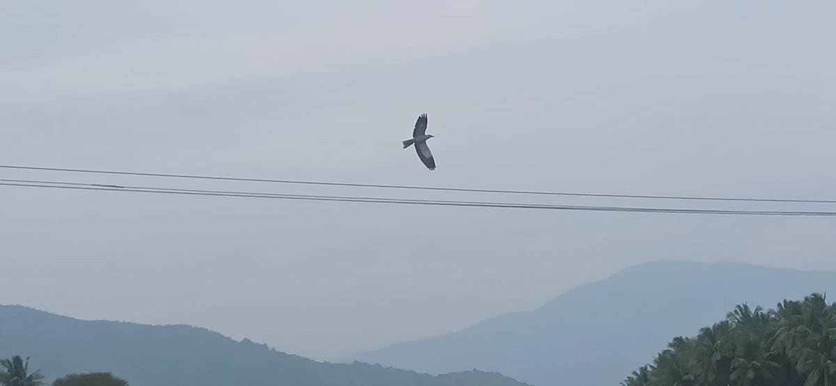 European Roller - ML645881805