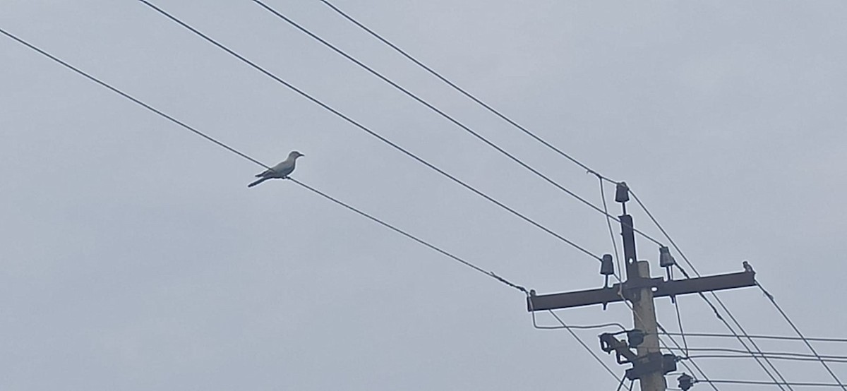 European Roller - ML645881806