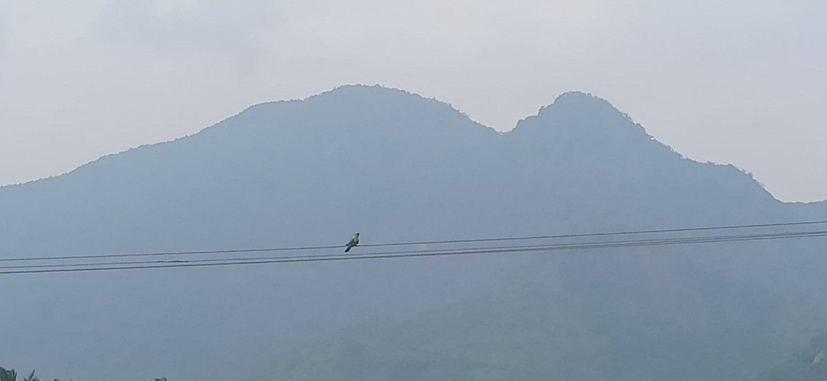 European Roller - ML645881807