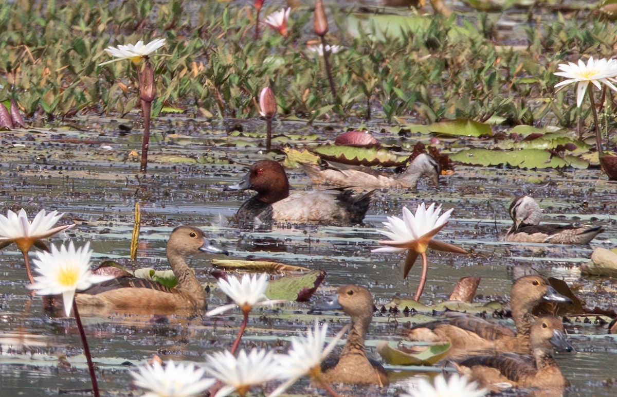 Moriglione - ML645881811