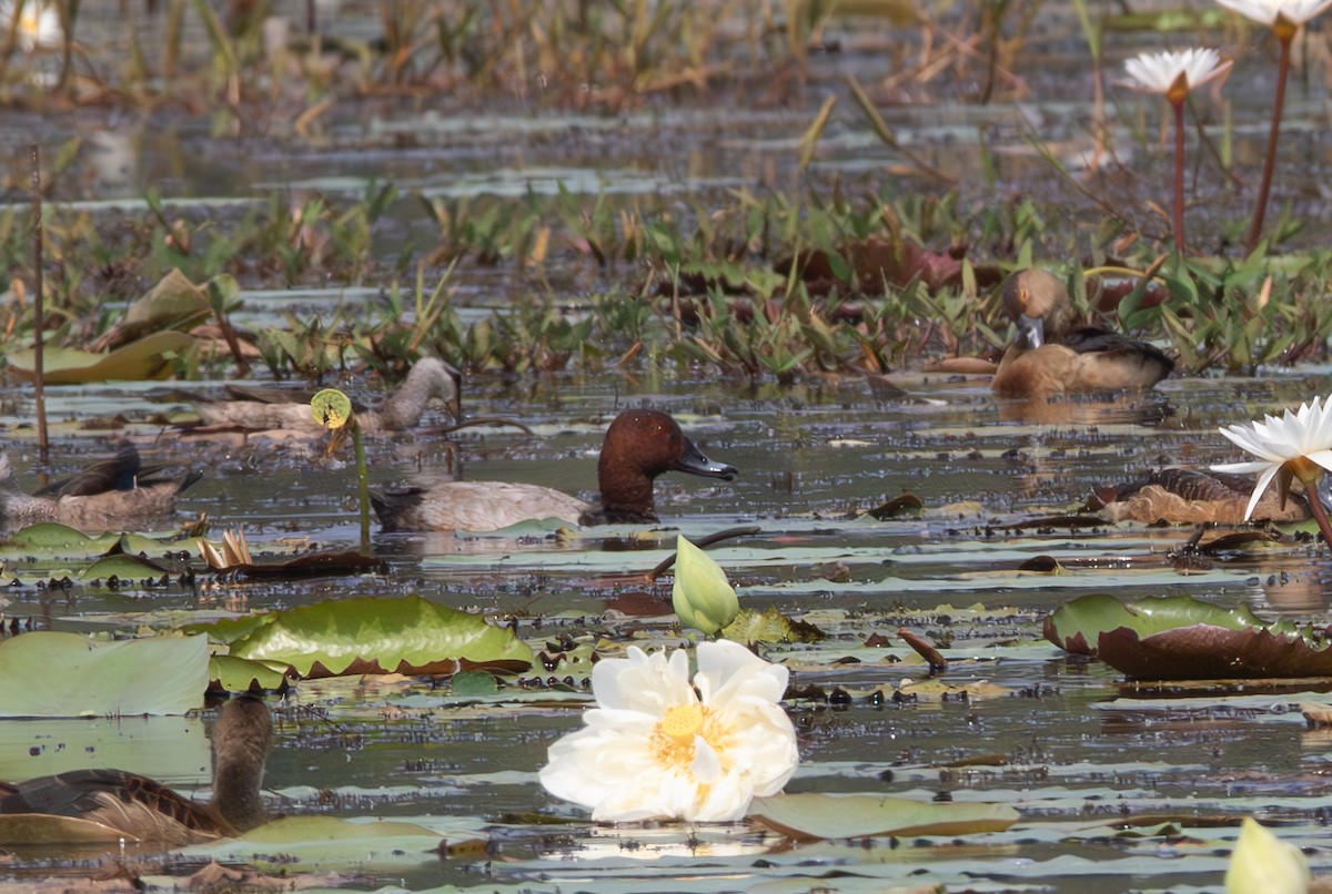 Moriglione - ML645881812