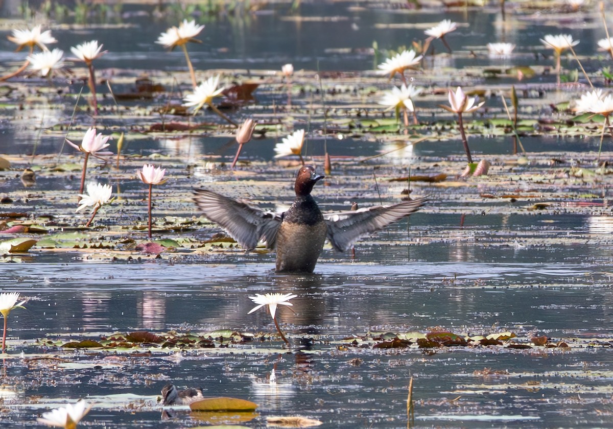 Moriglione - ML645881814