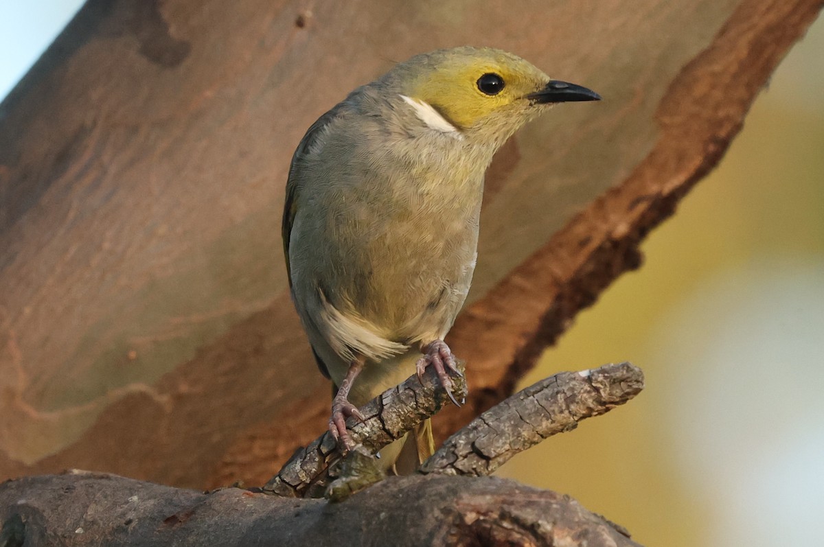 White-plumed Honeyeater - ML645881818