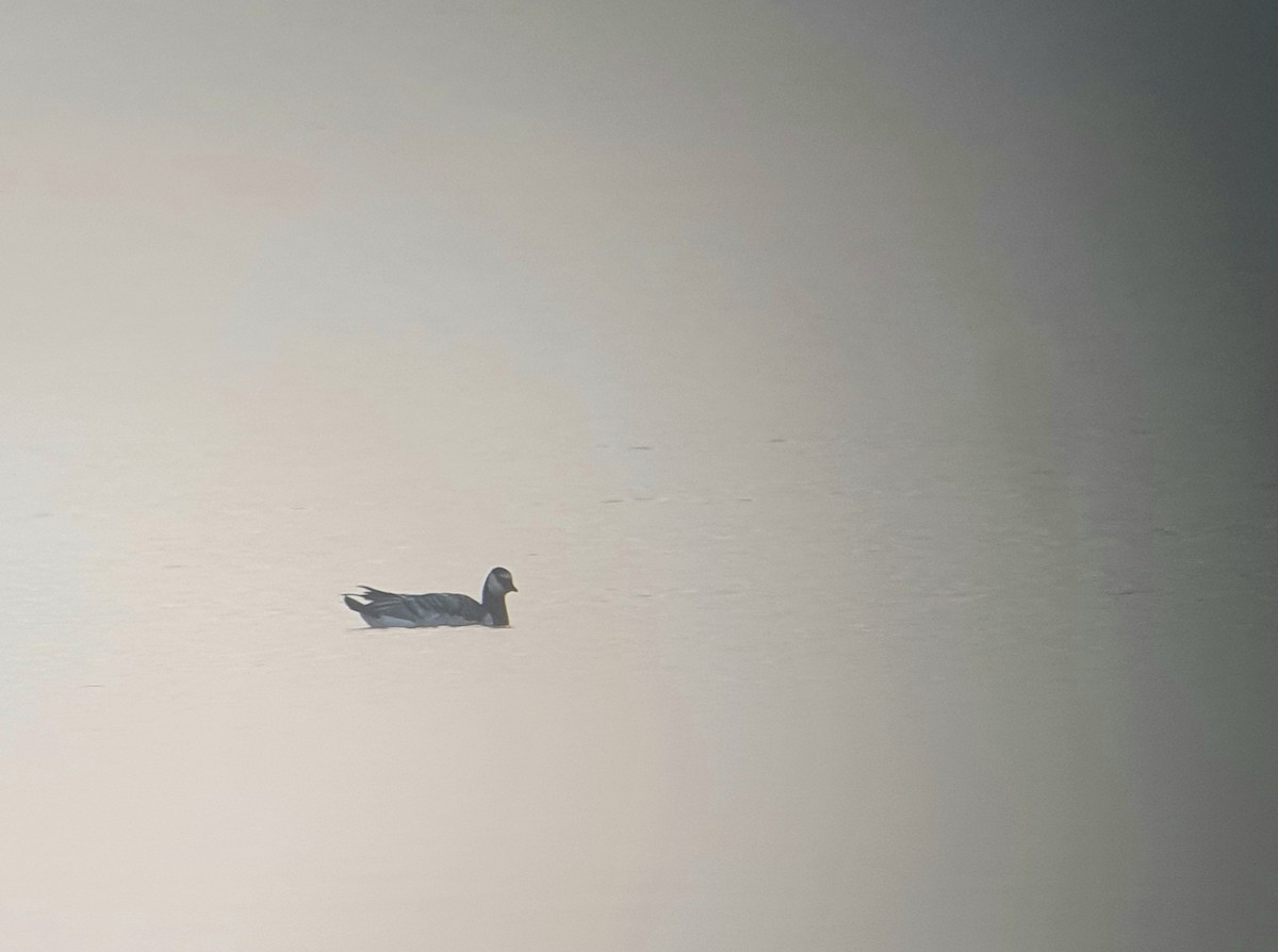 Barnacle Goose - ML645881819