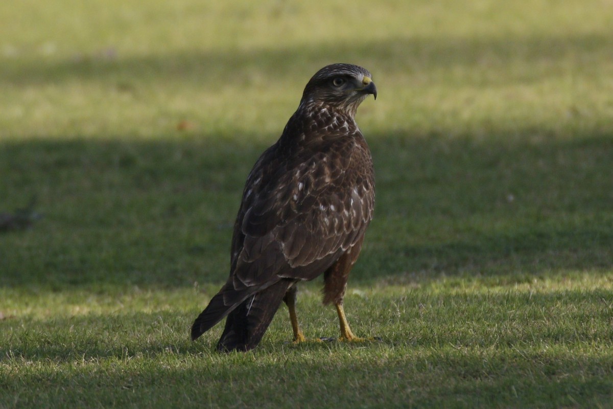 Buteo sp. - ML645881820
