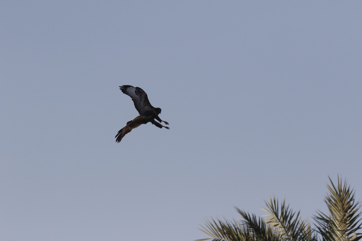 Buteo sp. - ML645881821