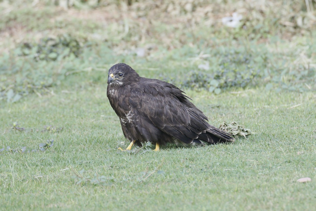 Buteo sp. - ML645881822