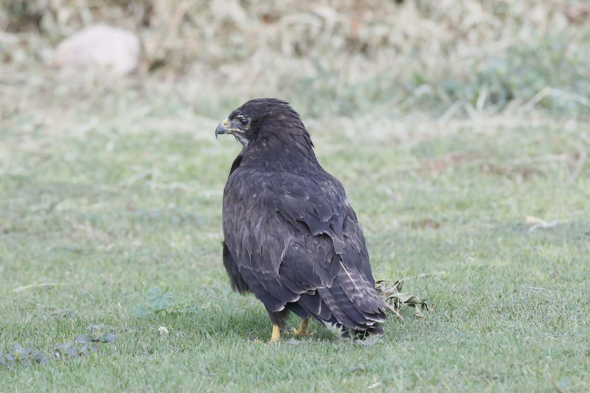Buteo sp. - ML645881823