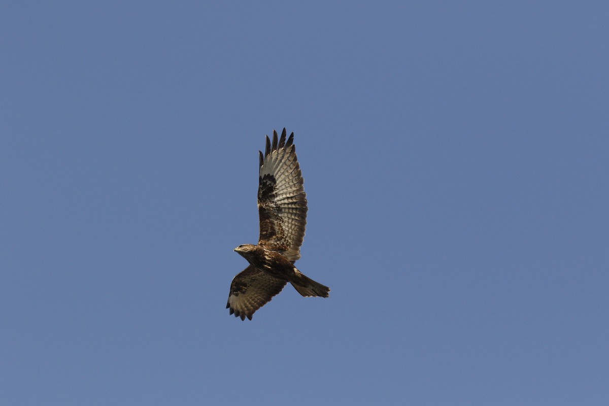 Buteo sp. - ML645881824