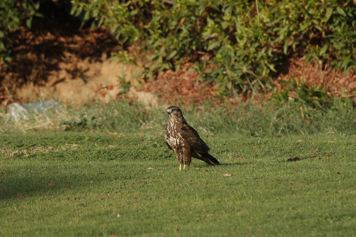 Buteo sp. - ML645881826