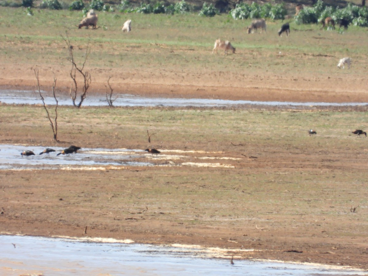 Australian Shelduck - ML645881828