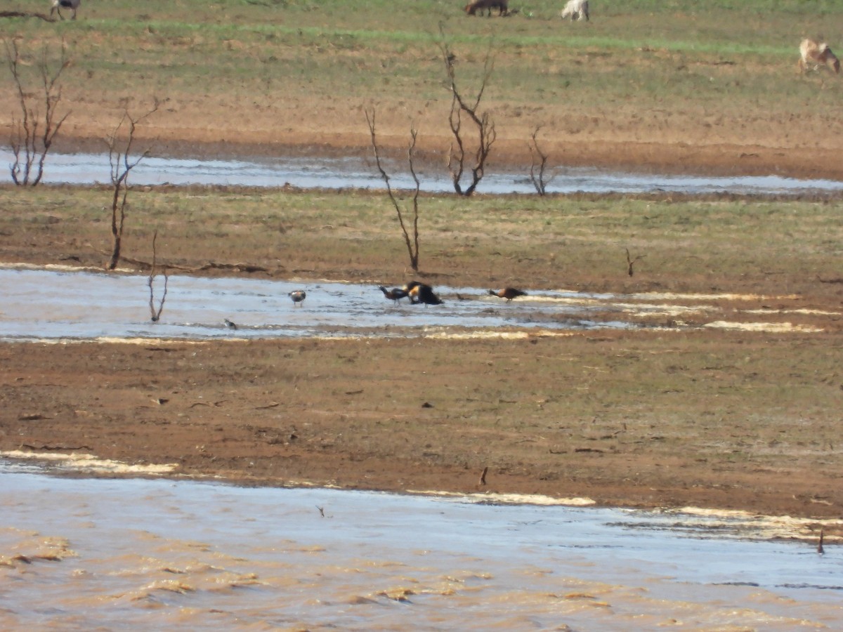 Australian Shelduck - ML645881829
