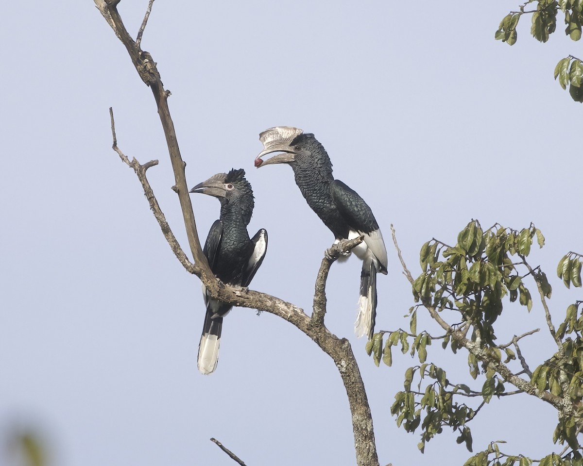 Black-and-white-casqued Hornbill - ML645881848