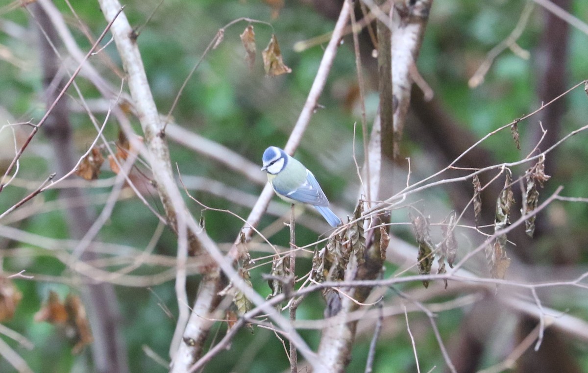 sýkora modřinka - ML645881858