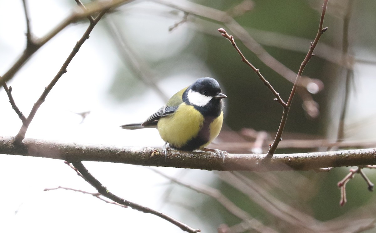 Kaskabeltz handia - ML645881860