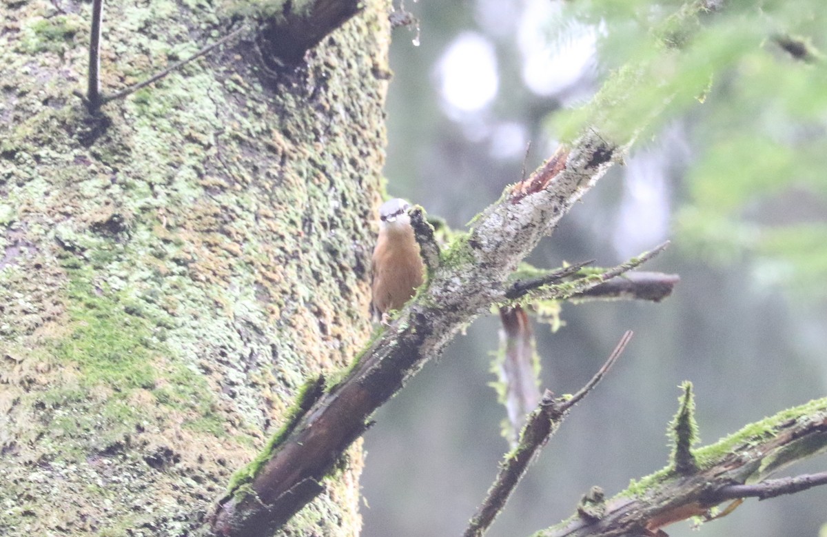 Garrapo eurasiarra - ML645881866