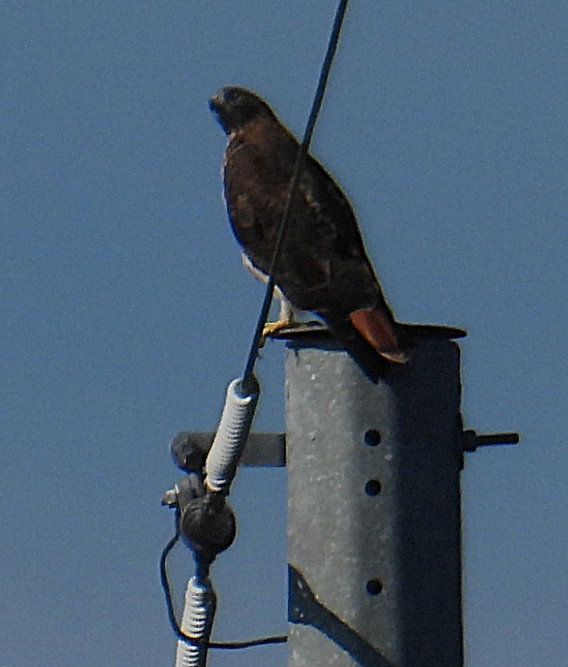 káně rudochvostá - ML645881872