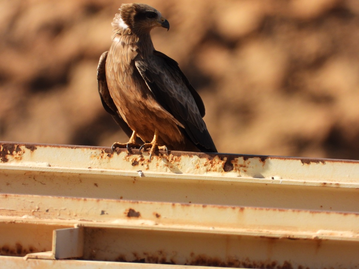 Miru beltza - ML645881873