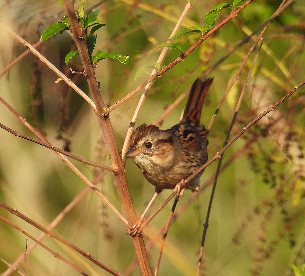 Swamp Sparrow - ML645881876