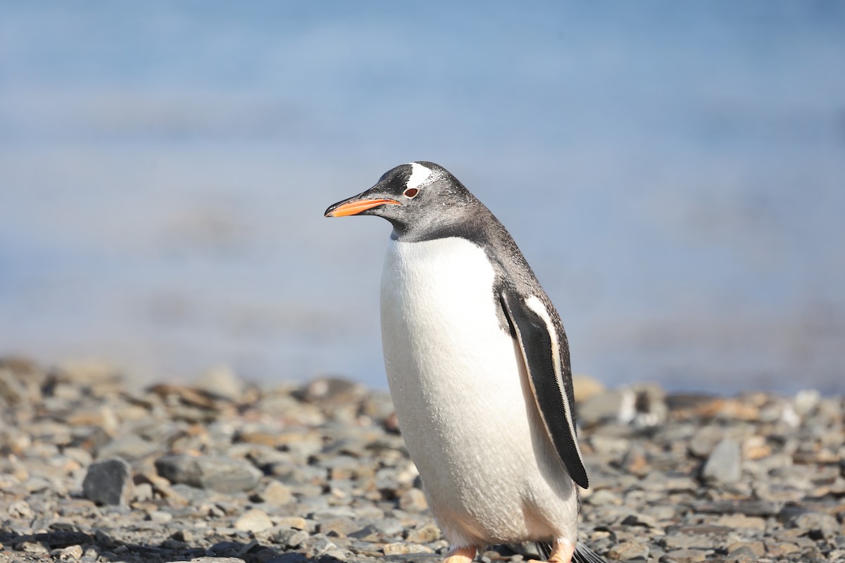 Gentoo Penguin - ML645881878