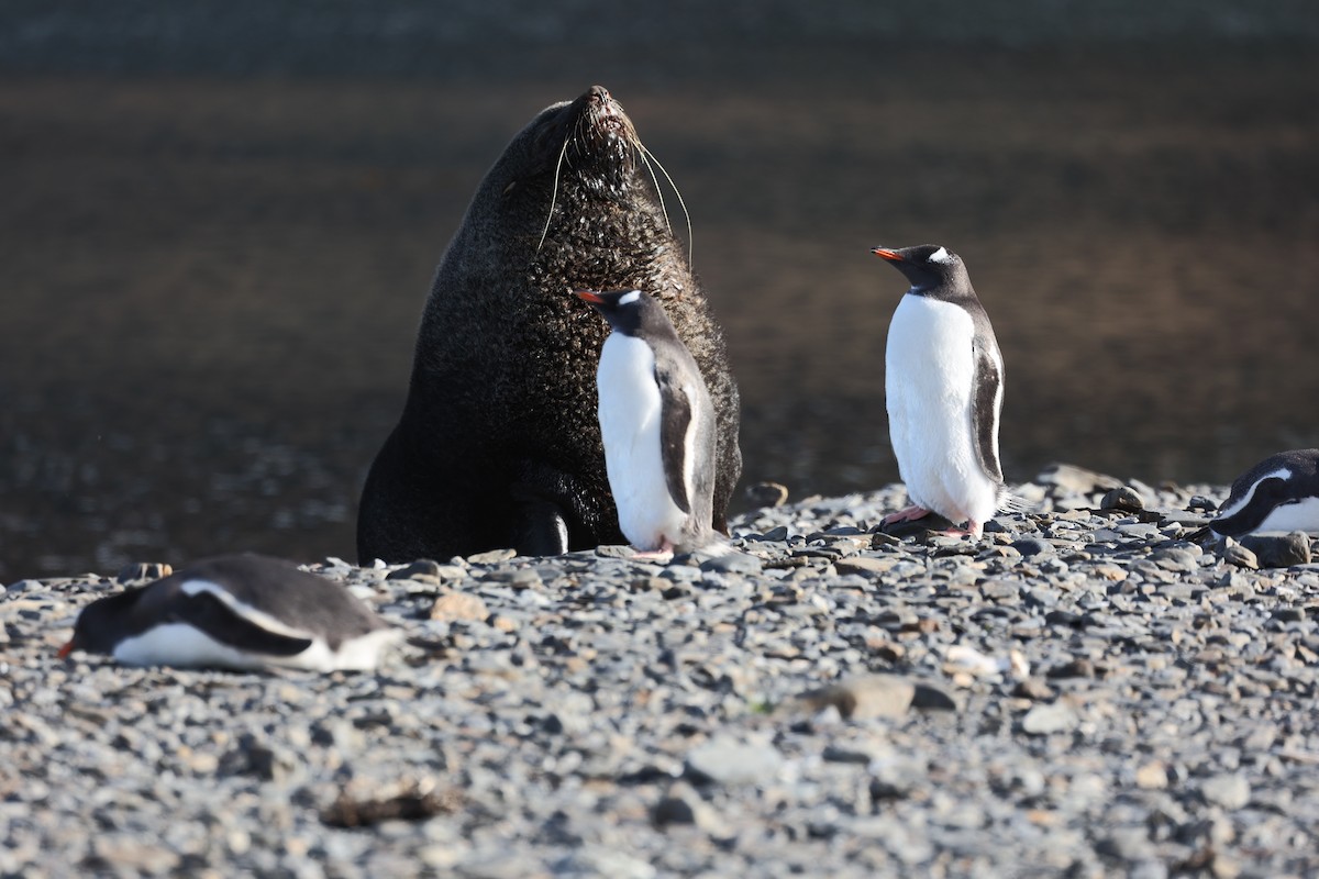 Gentoo Penguin - ML645881880