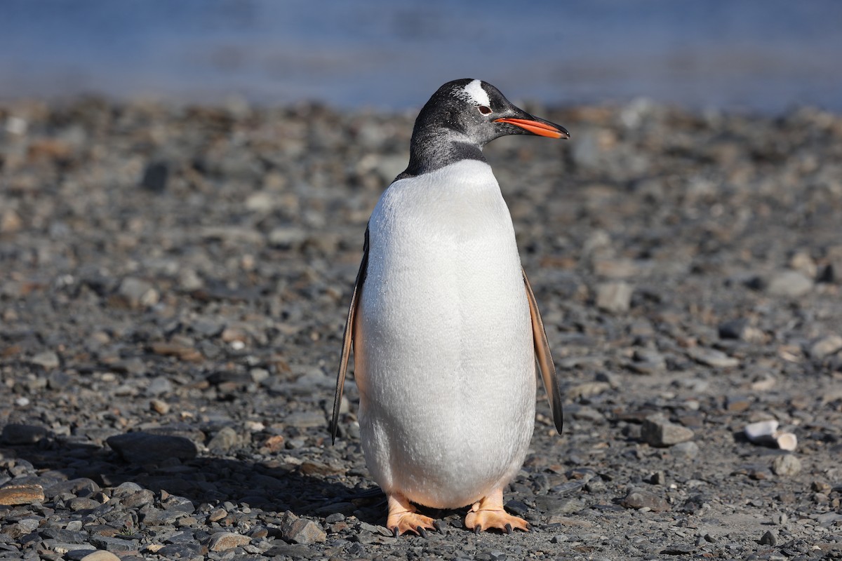 Gentoo Penguin - ML645881881