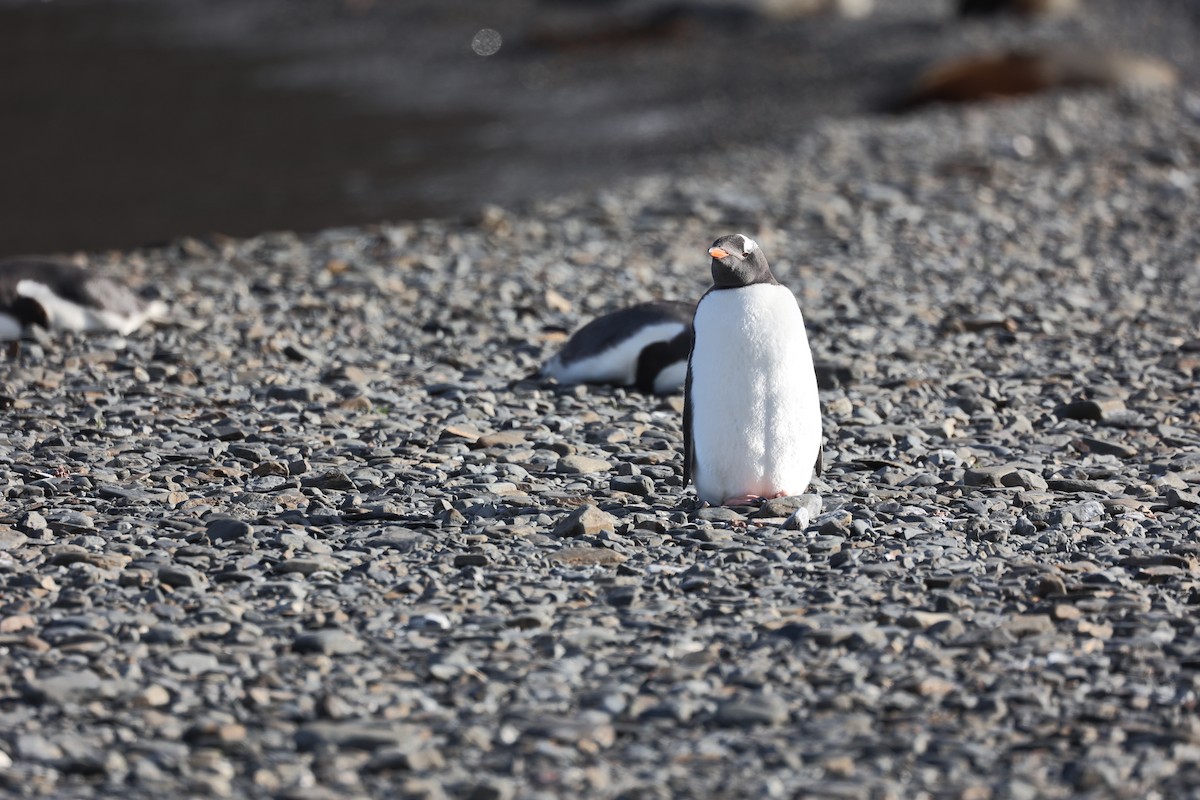 Gentoo Penguin - ML645881882