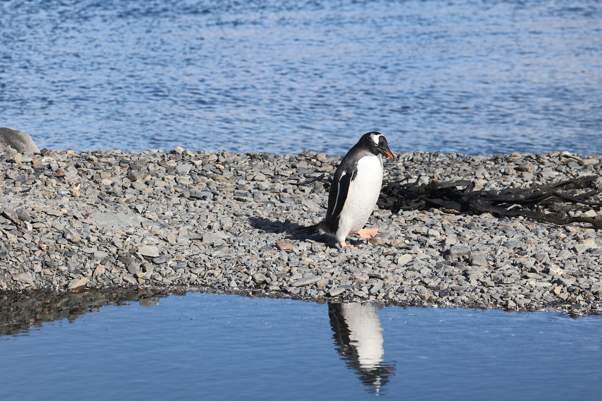 Gentoo Penguin - ML645881885