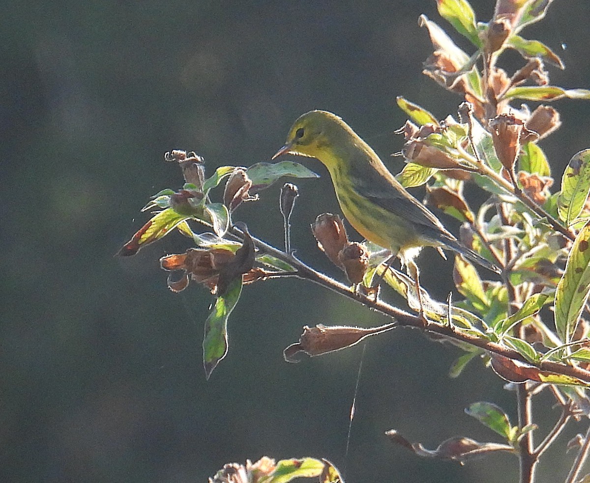 Prairie Warbler - ML645881886