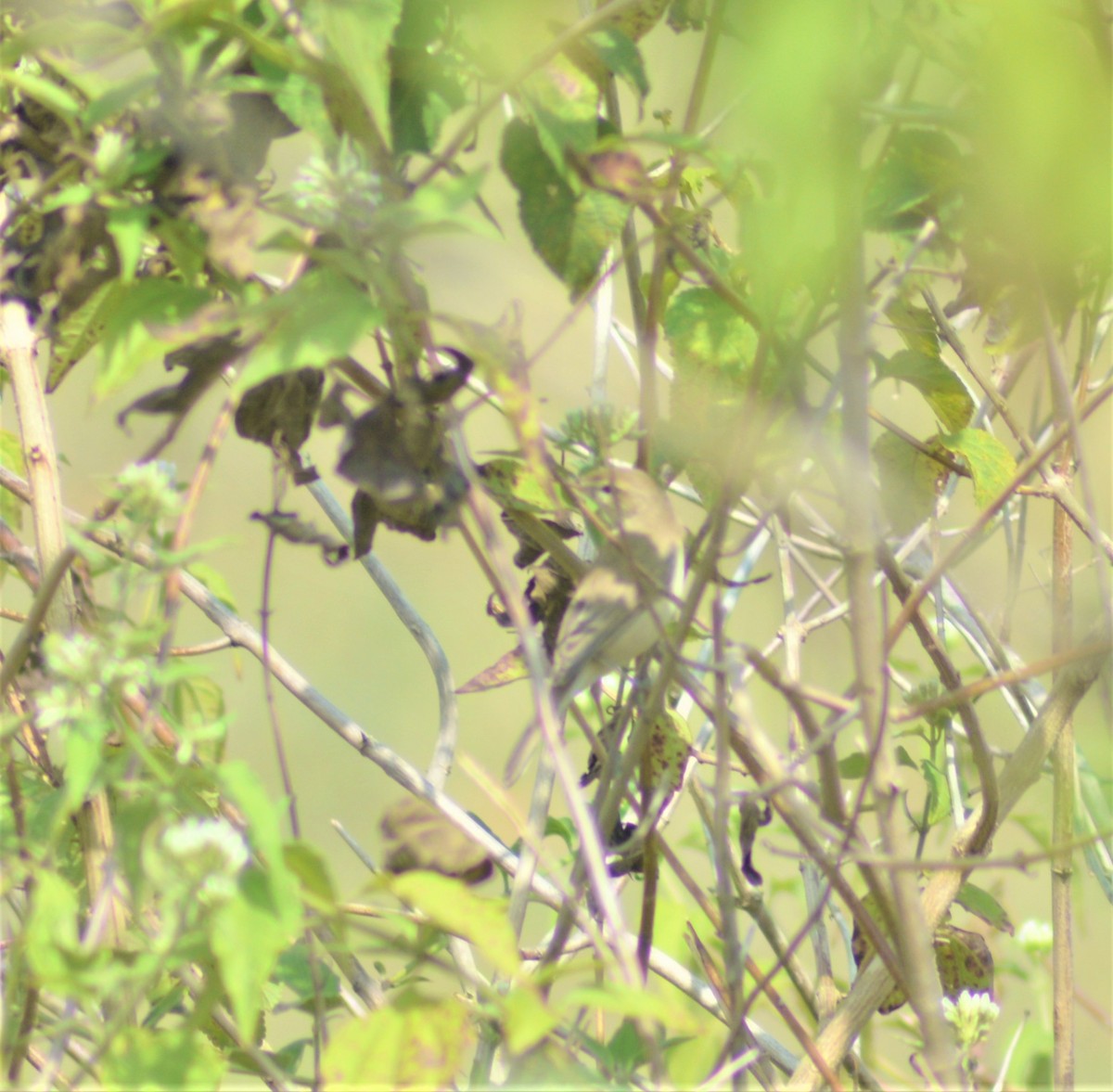 Sasi-txori txikia - ML645881887