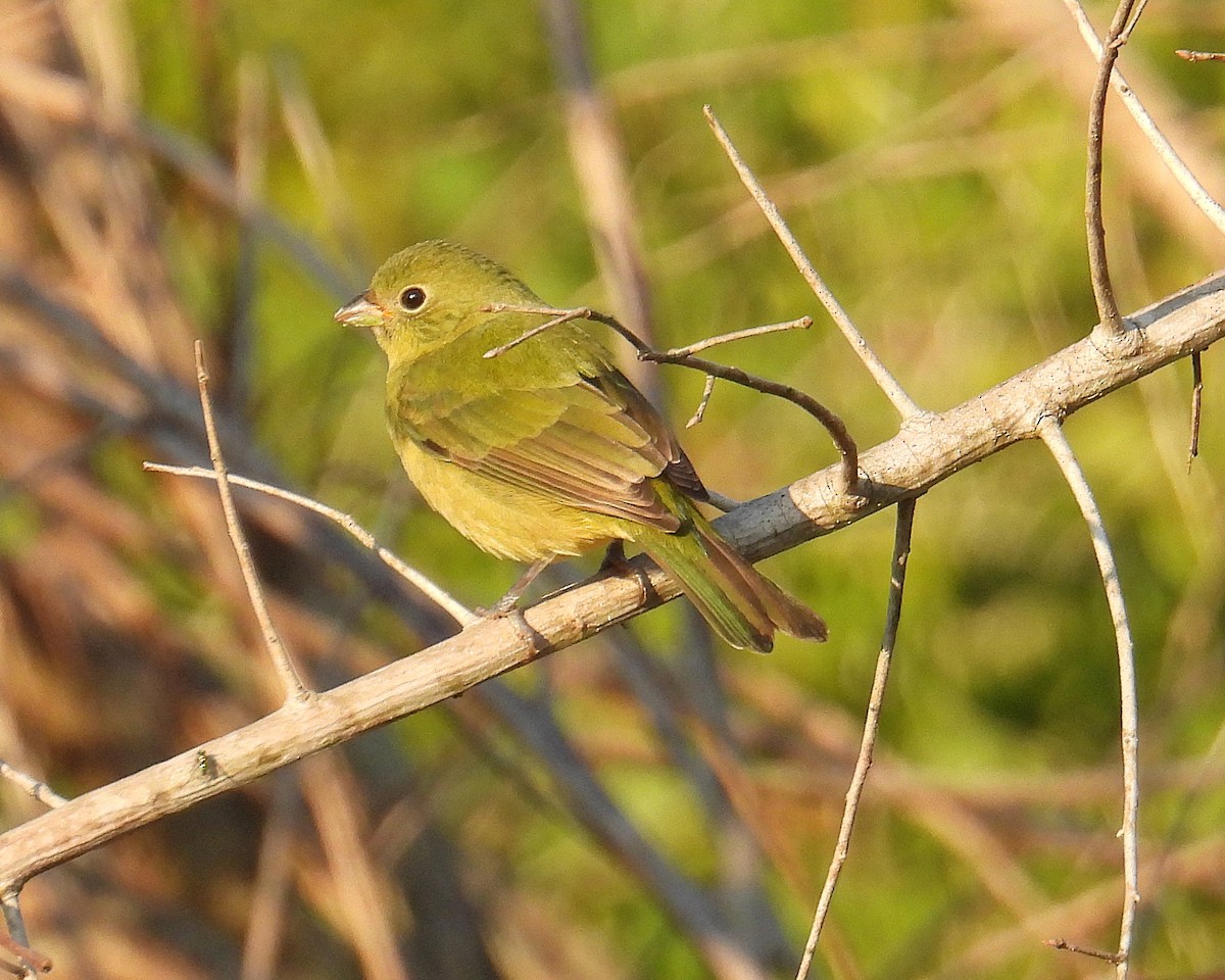Painted Bunting - ML645881888