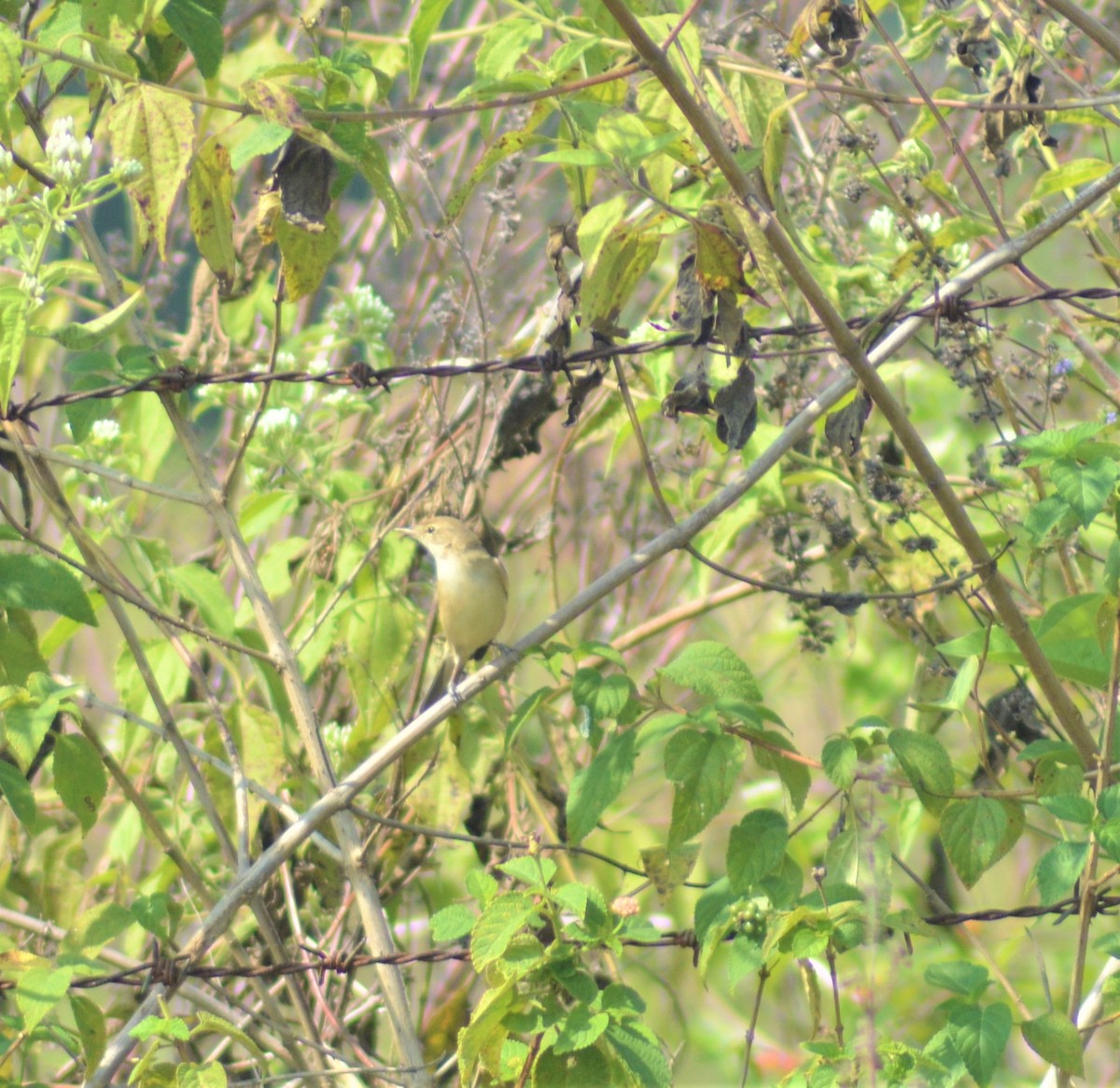 Sasi-txori txikia - ML645881890