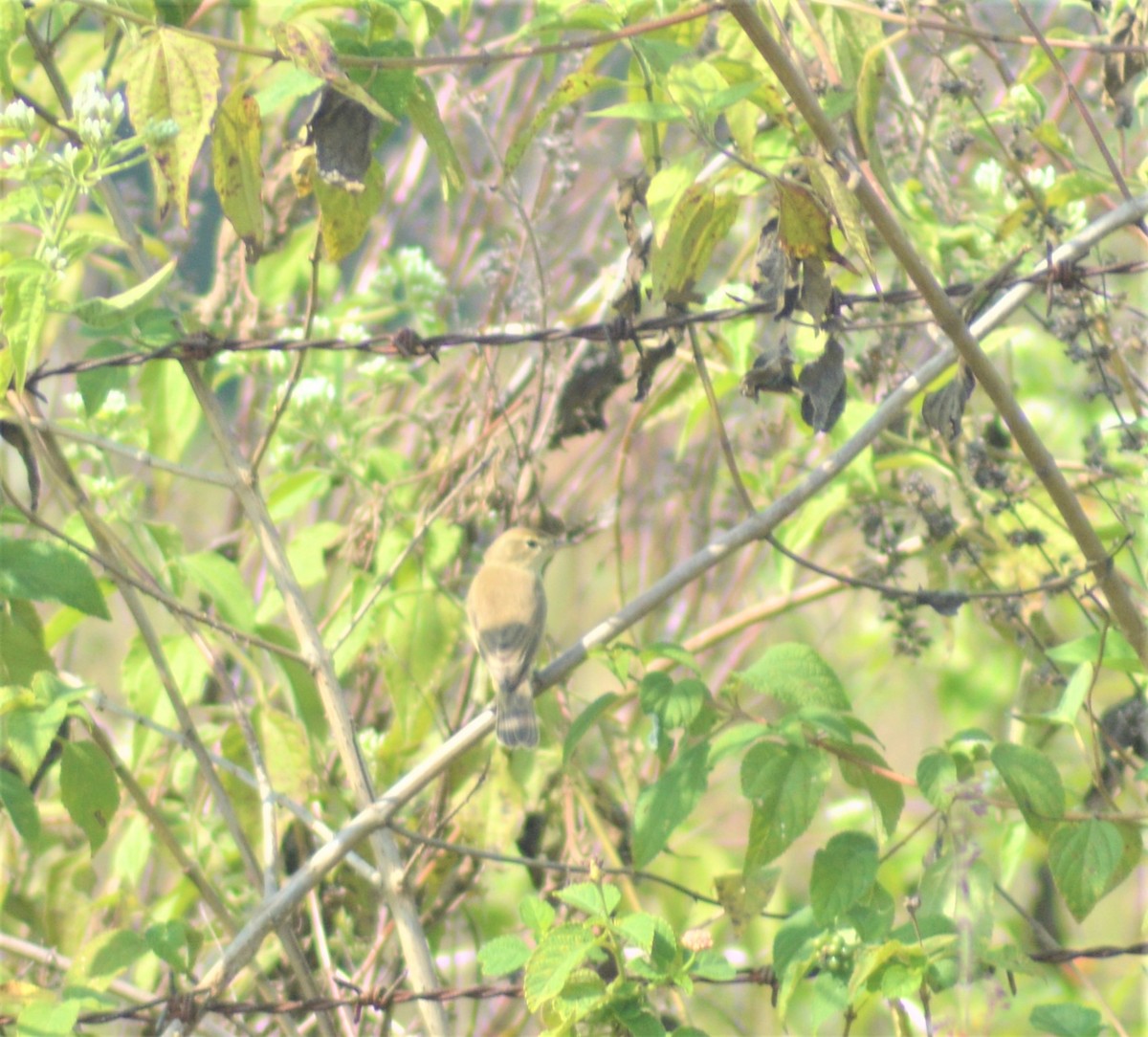 Sasi-txori txikia - ML645881891