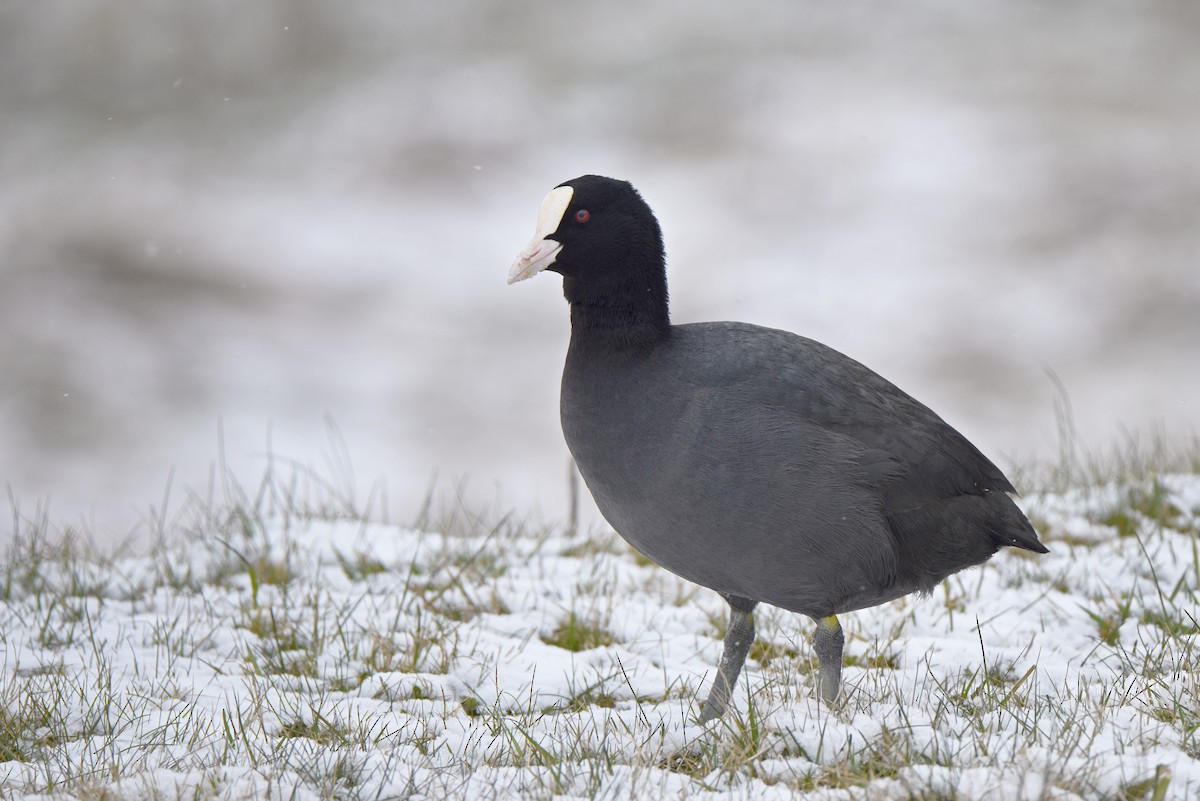 Kopetazuri arrunta - ML645881893