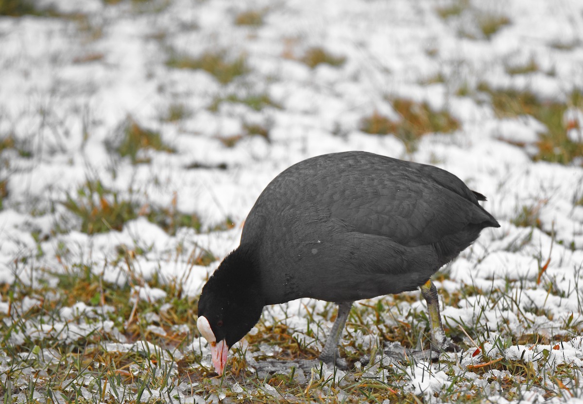 Kopetazuri arrunta - ML645881895