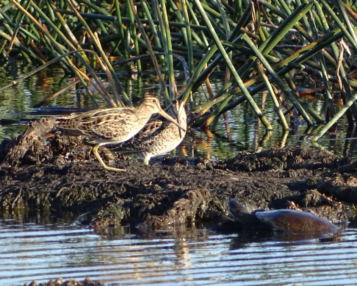 Latham's Snipe - ML645881897