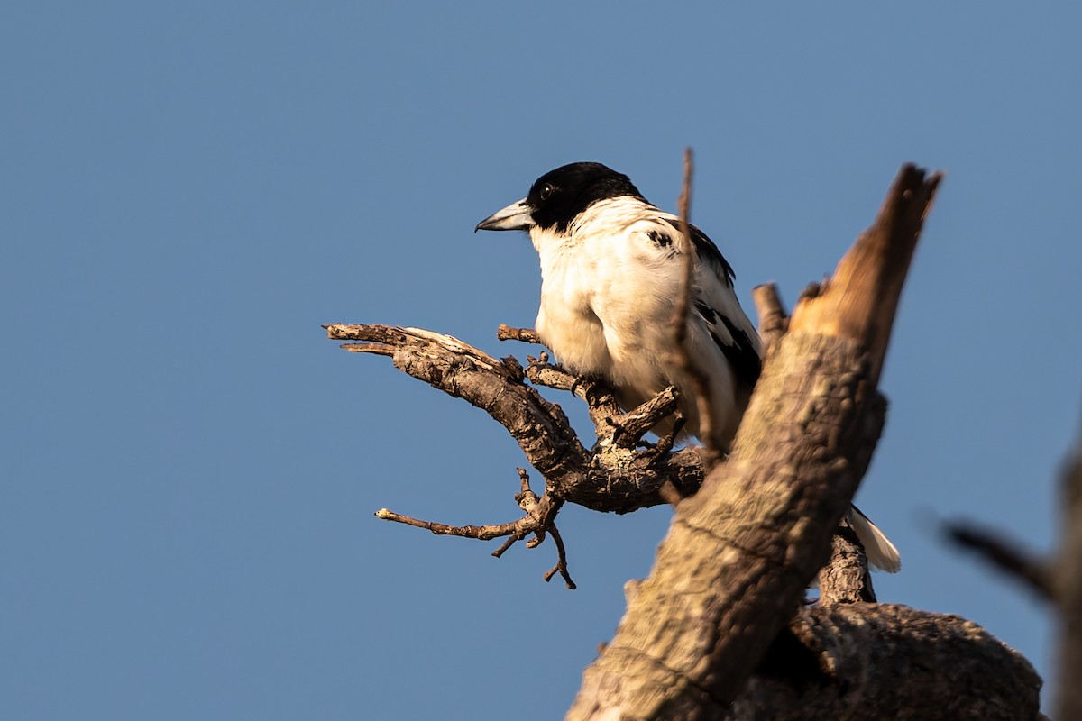 Black-backed Butcherbird - ML645881898