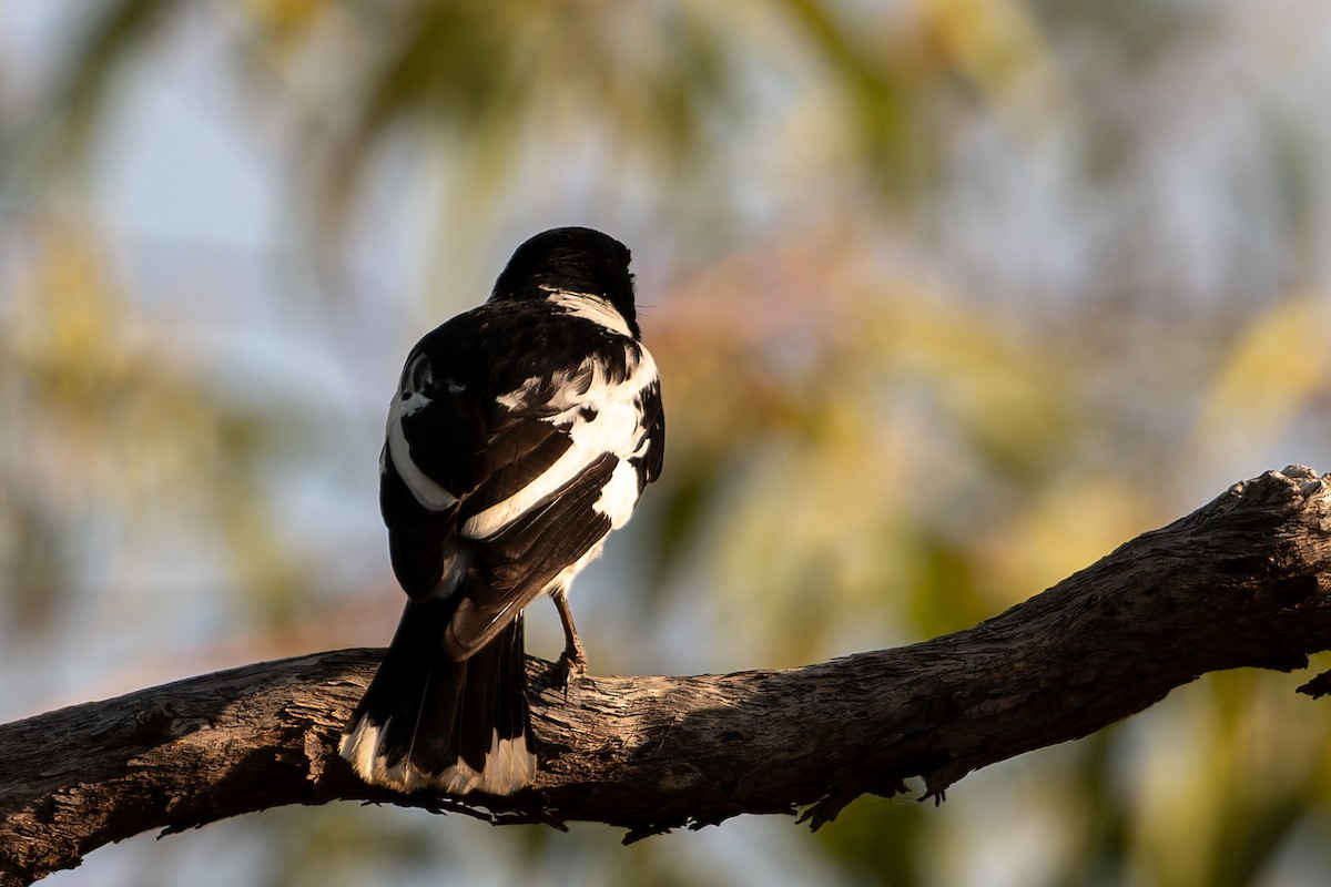 Black-backed Butcherbird - ML645881899