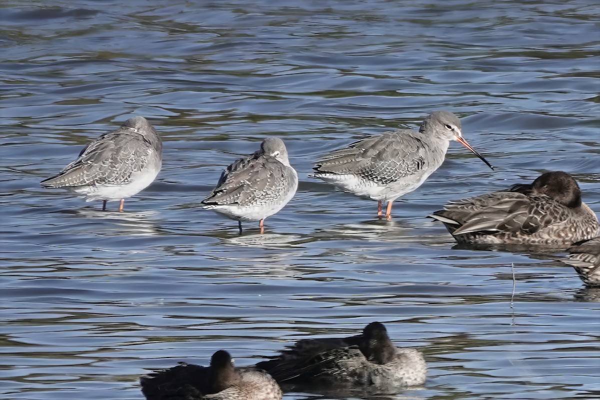 Spotted Redshank - ML645881900