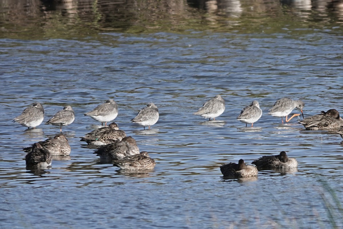 Spotted Redshank - ML645881901