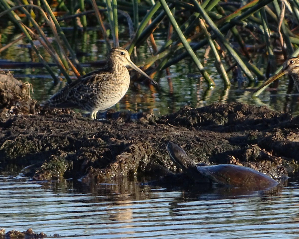 Latham's Snipe - ML645881902