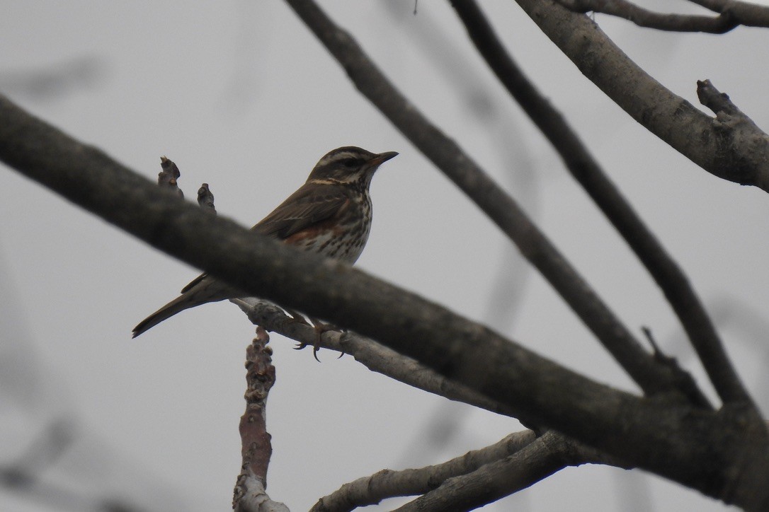 Birigarro txikia - ML645881903