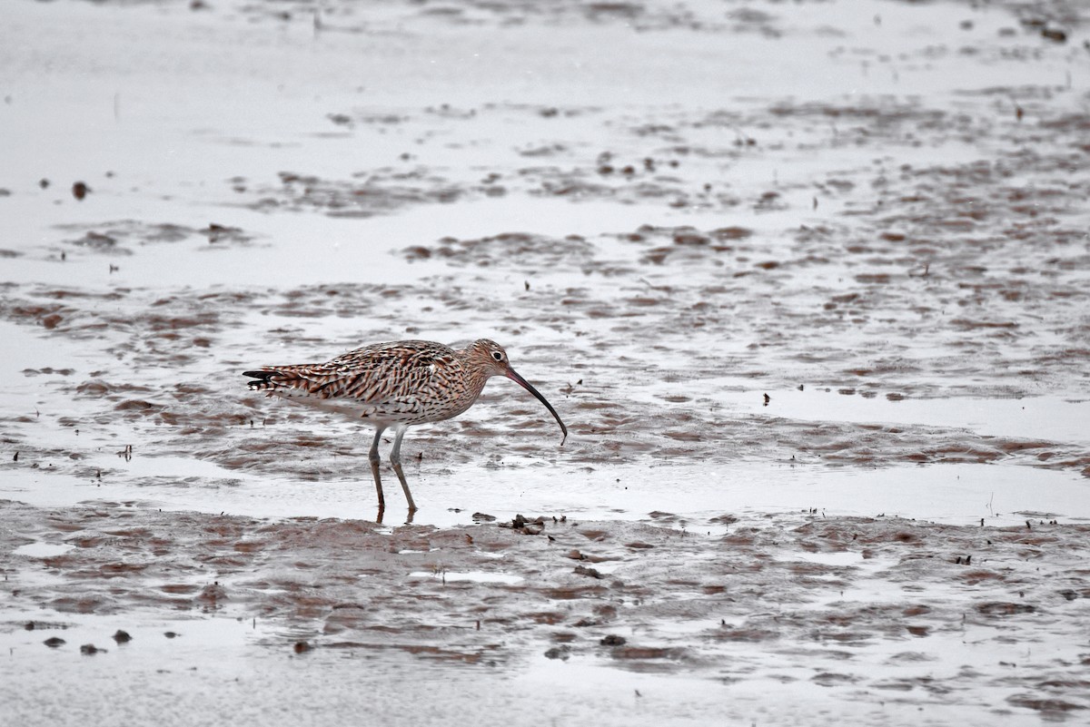 Kurlinta handia - ML645881906